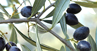 Olive Oil Benefits